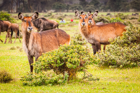 Deer in Kenya, Africaの写真素材