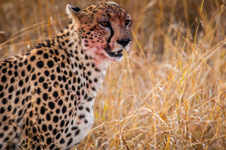 Beautiful leopard in the grass in Kenya, Africa