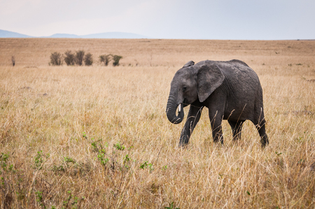 African elephant walks in Kenyaの写真素材