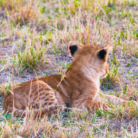 Mother lion
