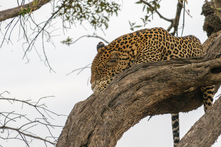 Leopard on the tree