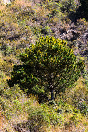 Small plant in Africaの写真素材