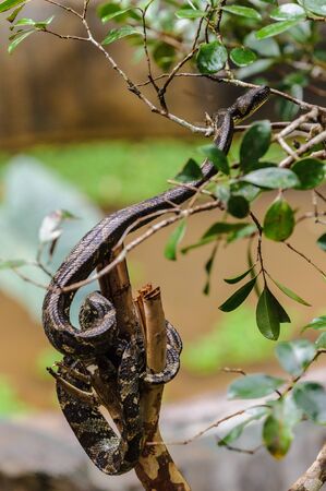 Madagascar Ground Boa on a stickの写真素材