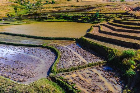 Rice fields, Madagascarの写真素材