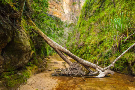 Water creek in Madagascar, Africaの写真素材