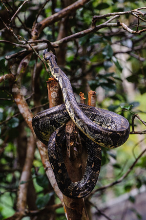 Madagascar Ground Boa (Boa madagascariensis)