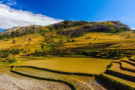 Rice fields, Madagascarの写真素材