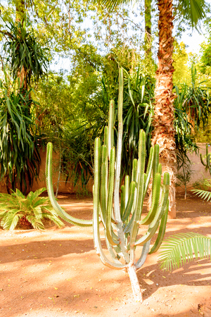 Jardin Mojarelle in Marrakesh, Morocco. It is the capital city of the mid-southwestern region of Marrakesh-Asfi.の写真素材