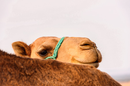 Portrait of a camel in the desert of Moroccoの写真素材