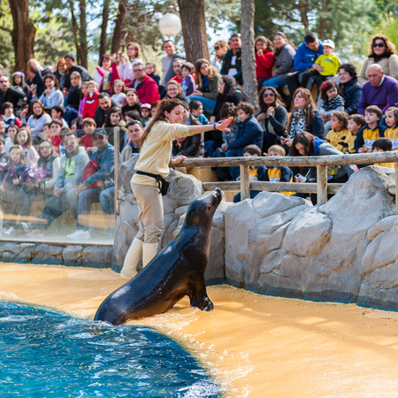Sea lion from California makes a performance in the Zooのeditorial素材