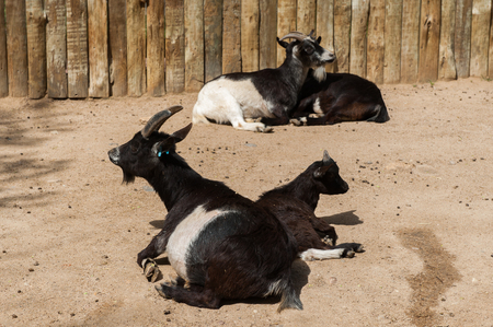 Goat a the the farmの写真素材