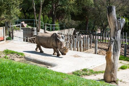 Rhinoceros walks over  in the zooの写真素材