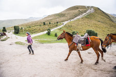 QUITO, ECUADOR - JAN 4, 2015: Beautiful Ecuadorian horses walk loaded with a charges. In Ecuador the horses are used to transport different charges over the mountainsのeditorial素材