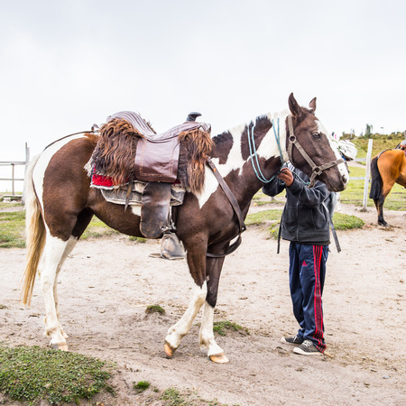QUITO, ECUADOR - JAN 4, 2015: Unidentified Ecuadorian woman carries a horse. 71,9% of Ecuadorian people belong to the Mestizo ethnic groupのeditorial素材