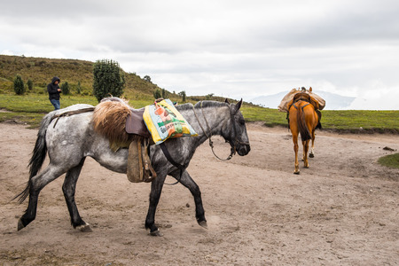 QUITO, ECUADOR - JAN 4, 2015: Beautiful Ecuadorian horses walk loaded with a charges. In Ecuador the horses are used to transport different charges over the mountainsのeditorial素材
