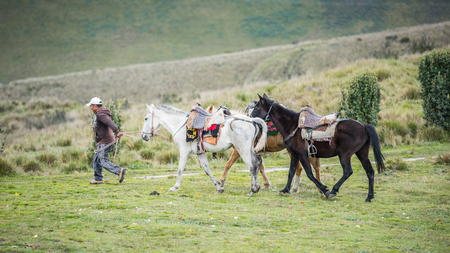 QUITO, ECUADOR - JAN 4, 2015: Unidentified Ecuadorian man carries a group of horses. 71,9% of Ecuadorian people belong to the Mestizo ethnic groupのeditorial素材