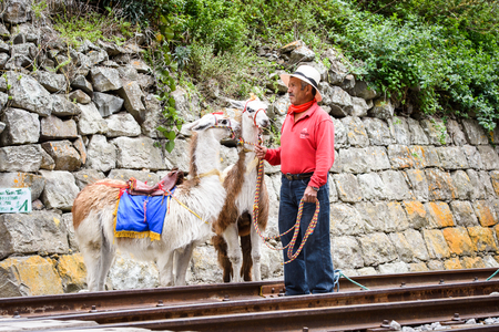 RIOBAMBA, ECUADOR - JAN 7, 2015: Unidentified Ecuadorian man with two lamas near a rail road. 71,9% of Ecuadorian people belong to the Mestizo ethnic groupのeditorial素材