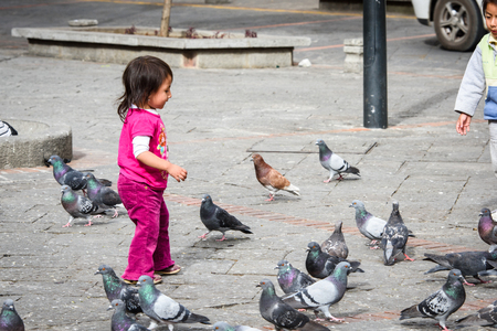CUENCA, ECUADOR - JAN 9, 2015: Unidentified Ecuadorian children play with pigeons. 71,9% of Ecuadorian people belong to the Mestizo ethnic groupのeditorial素材