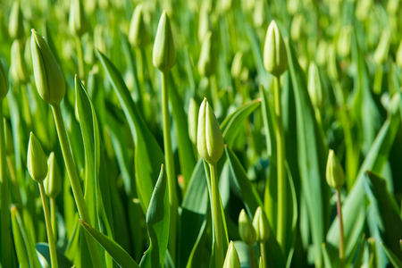 Spring flowers in the Keukenhof park in Netherlandsの写真素材