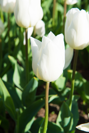 Flowers in the Keukenhof park in Netherlandsの写真素材