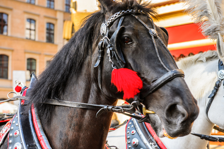 Horse carriage in the Old town of Krakow, Polandの写真素材
