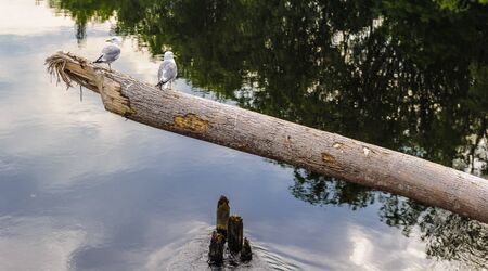 Two pigeons sit together on a treeの写真素材