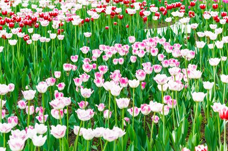 Garden of the Moscow Kremlin, Russiaの写真素材