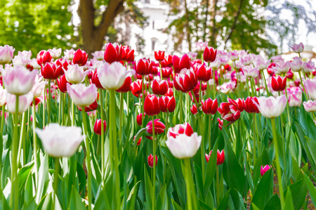 Garden of the Moscow Kremlin, Russiaの写真素材