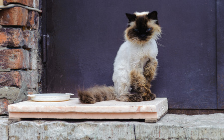 Gorgeous catの写真素材