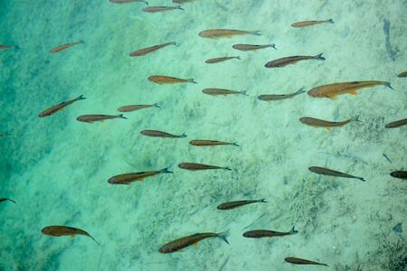 Fish swimming in  the Plitvice lakes area in Croatiaの写真素材