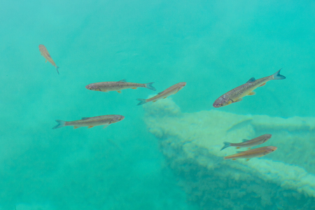 Fish swimming in  the Plitvice lakes area in Croatiaの写真素材