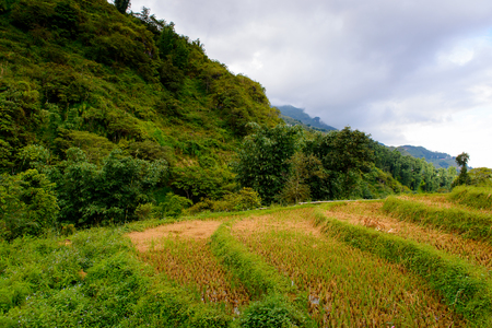 Rice terrace on a mountain hill in Vietnamの写真素材