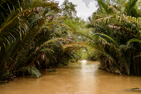 Beautiful nature of Mekong Delta in Vietnamの写真素材