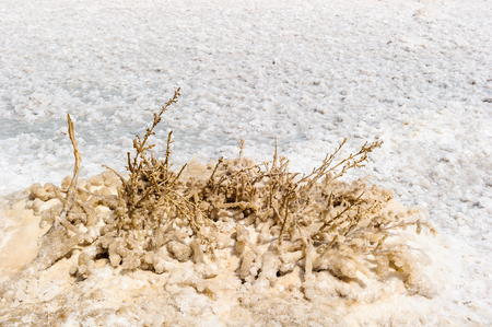 Plants in salt at the Dead Sea coastの写真素材