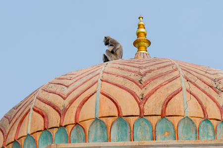 Monkeys onver the Amber Palace in Jaipur, Indiaのeditorial素材