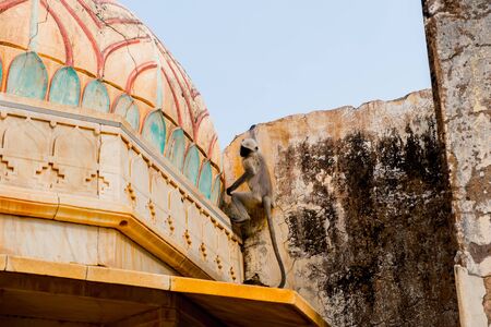 Monkeys onver the Amber Palace in Jaipur, Indiaのeditorial素材