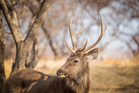 Deer in a reserve in Ranthambor, Indiaの写真素材