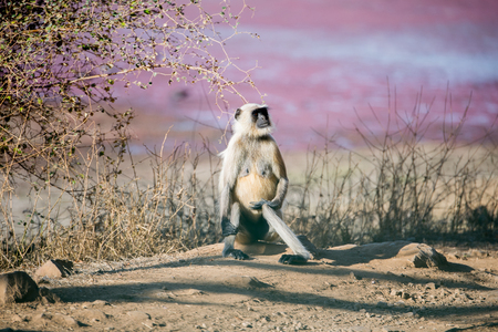 Monkeys on in the Reserve of Ranthambor in India