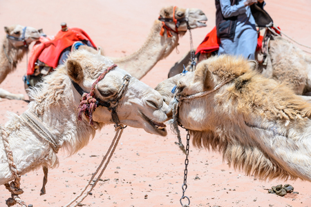 Two camels kiss each otherの写真素材