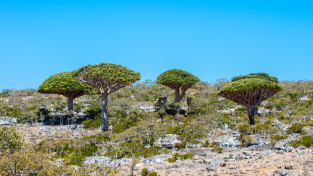 Nature of the Socotra Archipelago, Yemenの写真素材