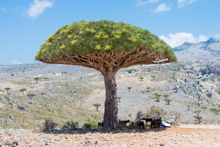 Nature of the Socotra Archipelago, Yemenの写真素材