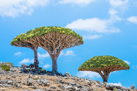 Dragon tree on the Socotra Island, Yemenの写真素材