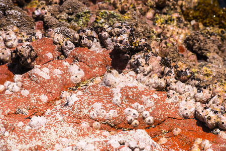 Nature of the Socotra Island, Yemen.の写真素材
