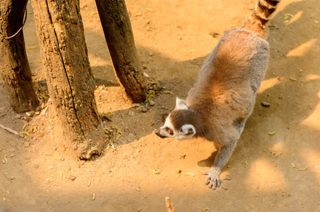 Lemur at the  Beijing Zoo, a zoological park in Beijing, China.