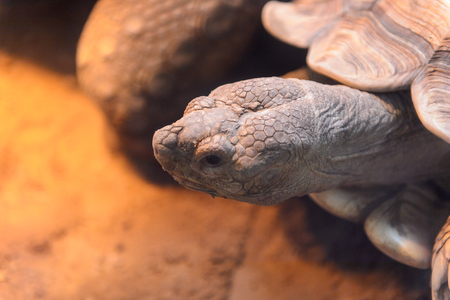 Big Turtles at the  Beijing Zoo, a zoological park in Beijing, China.の写真素材
