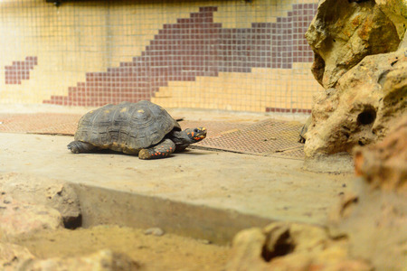 Big Turtles at the  Beijing Zoo, a zoological park in Beijing, China.