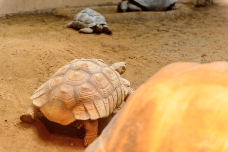 Big Turtles at the  Beijing Zoo, a zoological park in Beijing, China.の写真素材