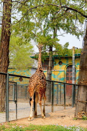 Giraffe at the  Beijing Zoo, a zoological park in Beijing, China.の写真素材