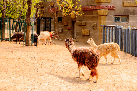Beijing Zoo, a zoological park in Beijing, China.のeditorial素材