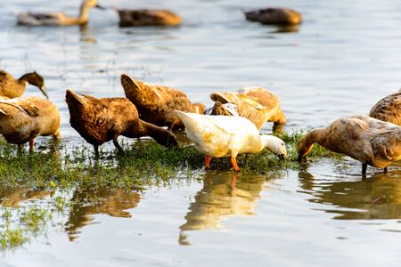 Ducks swimming in the waterの写真素材